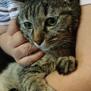 8ヶ月 メス猫 キジトラ