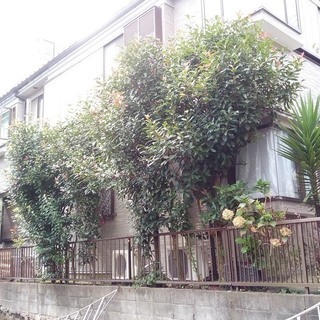 庭木の伐採【片付・処分】　 横浜市・鎌倉市・逗子市・葉山町・三浦...