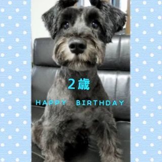 ﾐﾆﾁｭｱｼｭﾅｳｻﾞｰ2歳　ﾌﾞﾗｯｸ　♂