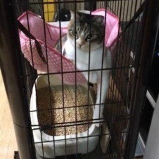 1歳ちょっと メスの三毛猫