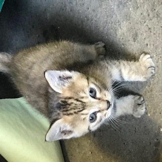 生後3か月の子猫3匹の里親募集