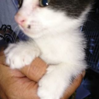 仔猫 男