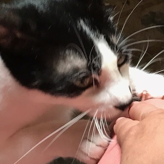 猫たちの新しい家族を探しています