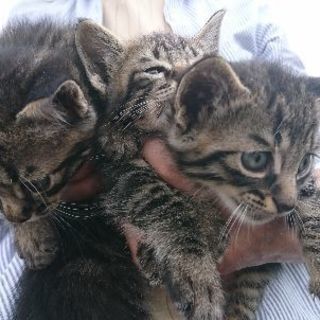 子猫を貰ってくれる方探してます（´ 3｀) - 弘前市