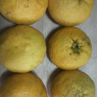 夏みかんの実　１０個１００円