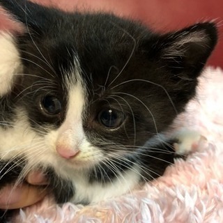 子猫1ヶ月半体重300-400gの里親さん募集