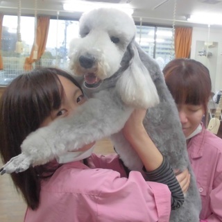 夜間コース・日曜フリータイム制コース生徒募集！神戸愛犬美容専門学院の画像