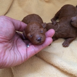 夜間コース・日曜フリータイム制コース生徒募集！神戸愛犬美容専門学院の画像