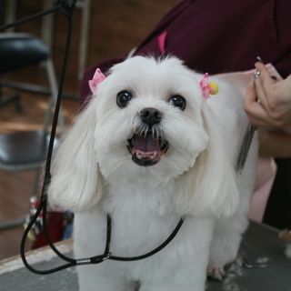 夜間コース・日曜フリータイム制コース生徒募集！神戸愛犬美容専門学院の画像