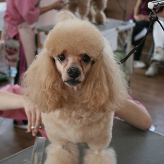 夜間コース・日曜フリータイム制コース生徒募集！神戸愛犬美容専門学院の画像