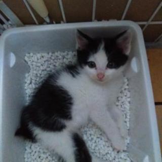 白黒　生後およそ40日の子猫ちゃん