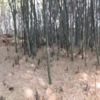 竹 門松七夕 、そうめん、地鎮祭、太い竹から細い竹