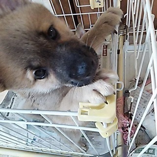 食欲旺盛、元気いっぱい！！人懐っこい4カ月の子犬です。 - 熊本市