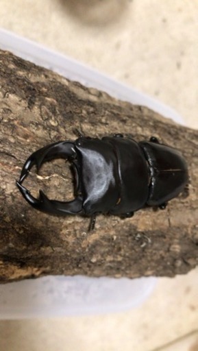 ①オオクワガタ ペア