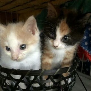 雑種2ヶ月