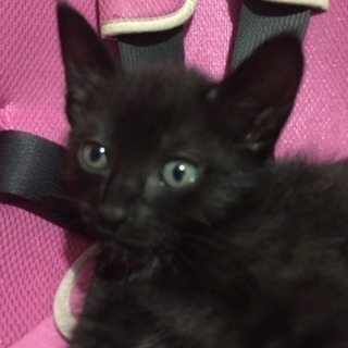 愛猫から産まれた子猫の里親募集