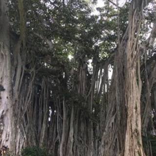 ハワイアンプランツ講座の画像