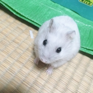 里親さん決まりました。