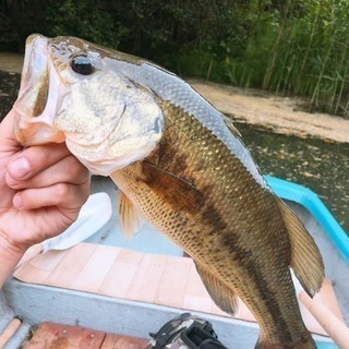 『釣り友募集❗️』バス釣り、一緒に行ってくれる方を探してます！ - スポーツ