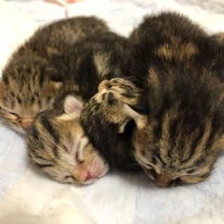 ６月１０日生まれ(４匹います)　＊ご予約決まりましたのでキャンセ...