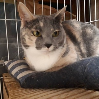 猫を探しています、ご協力をお願いします