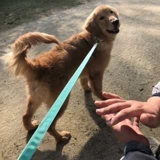再掲:ゴールデンレトリバーオスです。