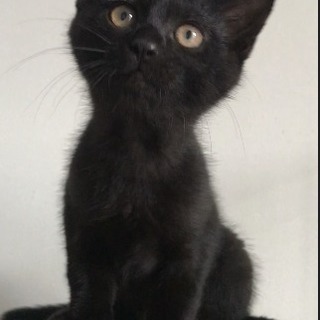 【里親さま決定】しっぽの長い黒猫男の子