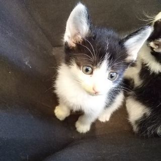 生後1ヶ月〜2ヶ月可愛い子猫です