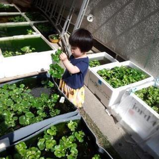 メダカ元気に泳いでいますよ～初めて飼育したい方  もう少し増やし...