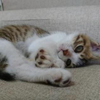 子猫の里親募集します