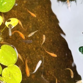 いろいろメダカの卵 100個