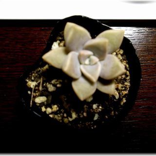 <<サマーセール>>【多肉植物】グラプトペタルム属『おぼろ月』2号ポット入り(OBD50)の画像