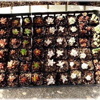 <<サマーセール>>【多肉植物】グラプトペタルム属『おぼろ月』2号ポット入り(OBD50)の画像