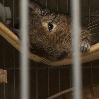 デグー アグーチ ♂1歳