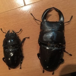 ✨オオクワガタペア⇄ミキサー