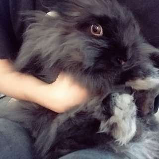 ライオンラビット