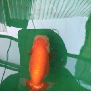らんちゅう 6匹の画像
