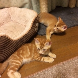 兄弟猫里親募集！