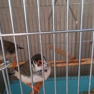 キンカチョウの若鳥　オス　３羽　
