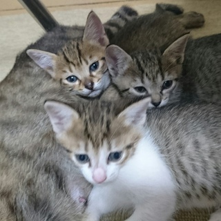 子猫の里親募集 - 米子市
