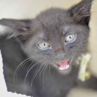 コワモテヤンキー黒猫　子猫オス1.5ヶ月？　：飼い主不在を確認済みの画像