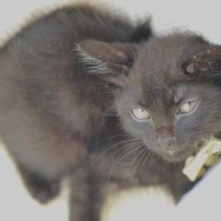 コワモテヤンキー黒猫　子猫オス1.5ヶ月？　：飼い主不在を確認済み - 加古川市