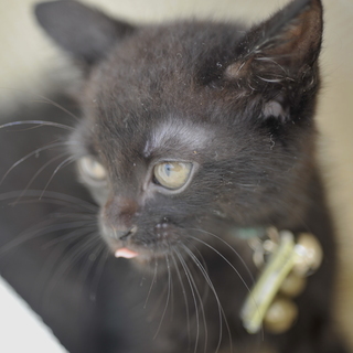 コワモテヤンキー黒猫　子猫オス1.5ヶ月？　：飼い主不在を確認済み - 猫