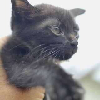 コワモテヤンキー黒猫　子猫オス1.5ヶ月？　：飼い主不在を確認済み − 兵庫県
