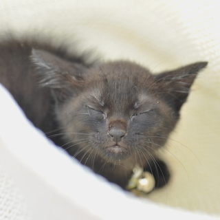 コワモテヤンキー黒猫　子猫オス1.5ヶ月？　：飼い主不在を確認済み - 里親募集