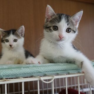 生後２ヵ月、かわいい丸顔姉妹、一緒にお願いします