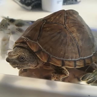 カブトニオイガメ(?)