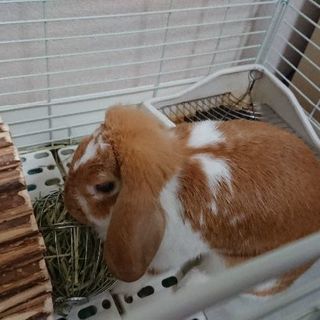 メスのロップイヤー。至急里親を探しています。