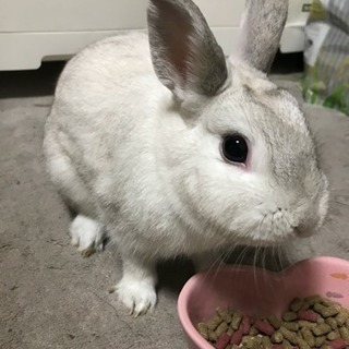 優しい飼い主さん募集中です。