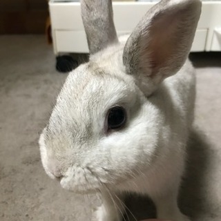 優しい飼い主さん募集中です。 - 大分市